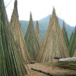 فروش عمده چوب بامبو